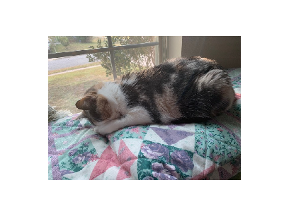 Cute and/or silly cat pics