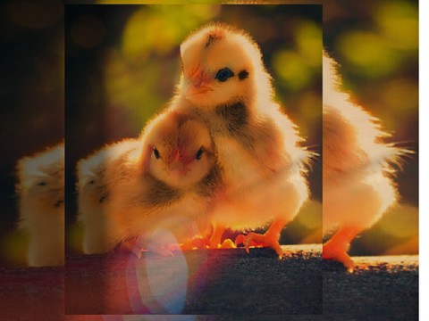 ఌCute Chicksఌ