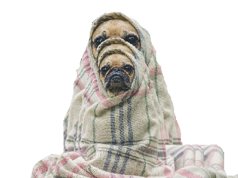 Pug in a Rug