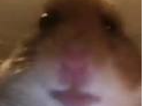 hampter