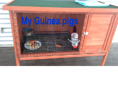 Meet my GUINEA PIGS!!!!