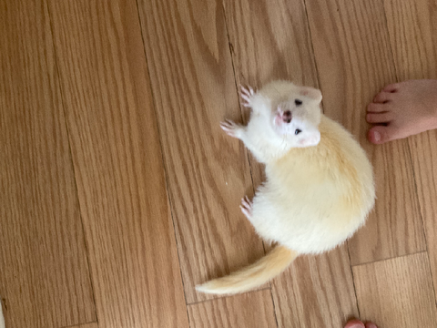 meet sophie <3