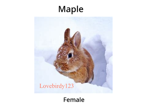 Adopt The Perfect Pet remix