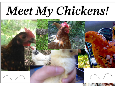 Meet my Chickens!