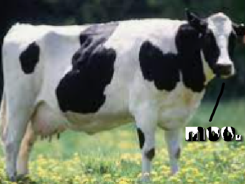 how to draw a realistic cow