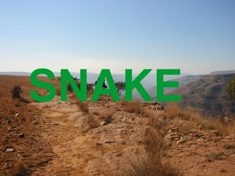 Snake remix