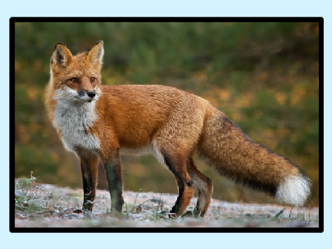 Remix If You Think Foxes Are Cute!!!