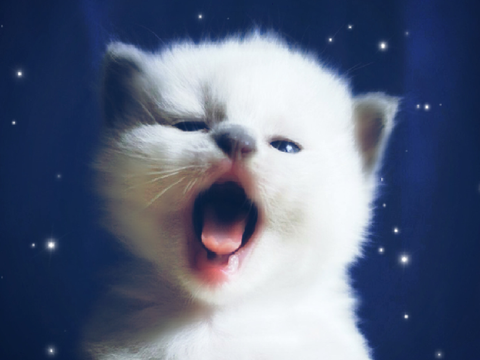 ꧁Cute Kitten꧂