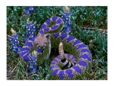 Snake sounds 