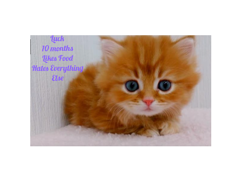 ADOPT A KITTEN <3