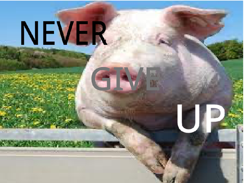 Welcome mat pig