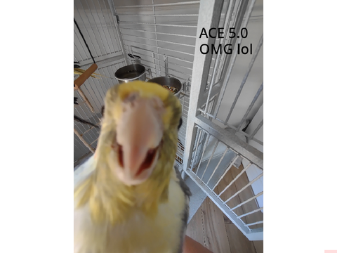 Taking photos of my birds ina 5.0 