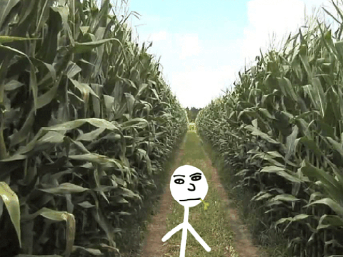 Corn