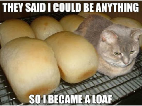 The art of cat