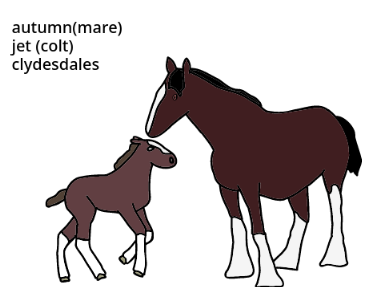 my new mare and foal