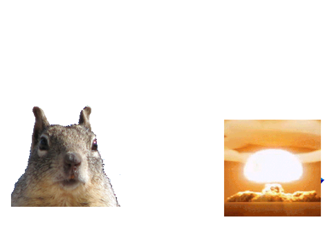 squirrel computer