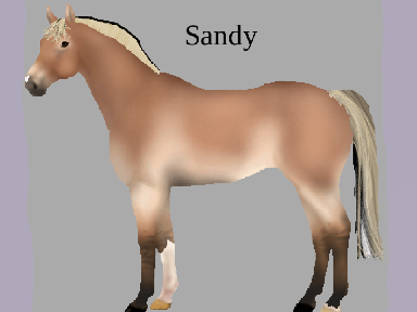 My horse sandy