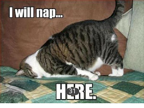 Animal Memes #all #animation #animal