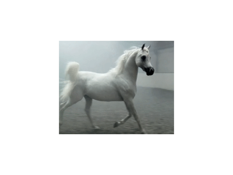 CLOSEDSearching 4 horses and pfp