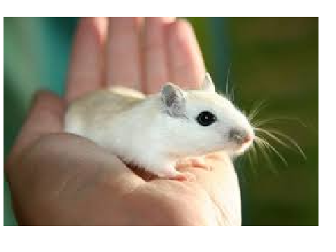 Remix if you love Pet mice. remix