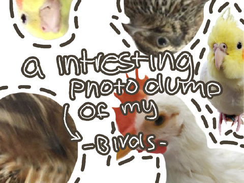 ✨️ Photodump of my birdies! ✨️