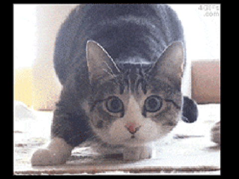 面白いGIF⑪