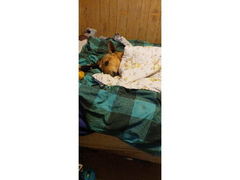 d  o  g