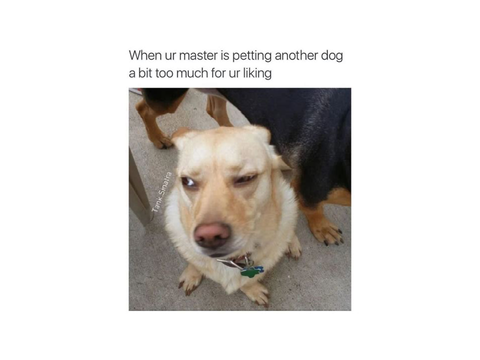 Dog Memes part 3