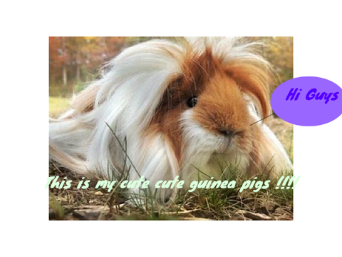 My very cute guinea pigs 