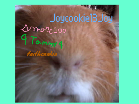 Sign if you love guinea pigs remix