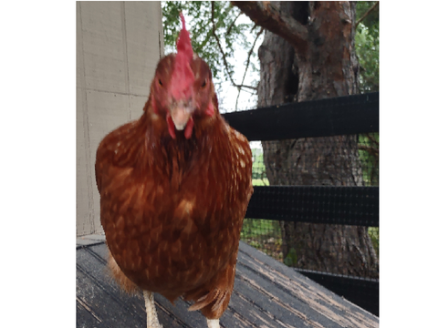 My Chicken Sunny! ❤️