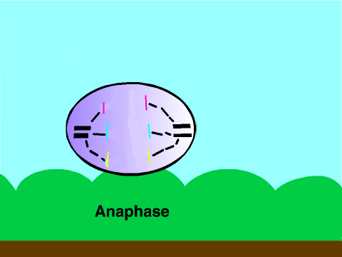 Cell Mitosis (cell division)