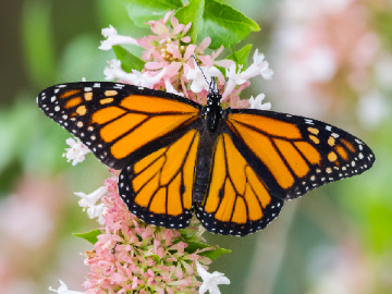 Butterfly Algorithms (completed)