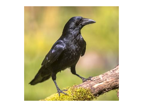The Crow