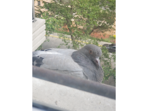 Pigeon. 