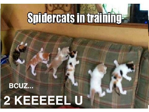 social media kitty