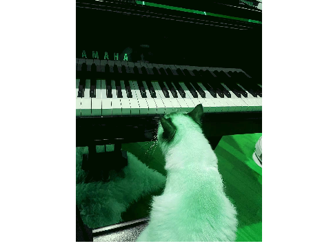 The Amazing Cat