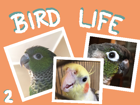 Bird Life - Updates!