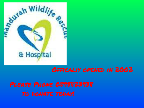  All About Mandurah Wildlife Center