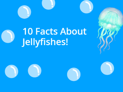 10 Facts About Jellyfishes!