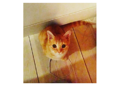 Dorito Ed Sheeran's cat!