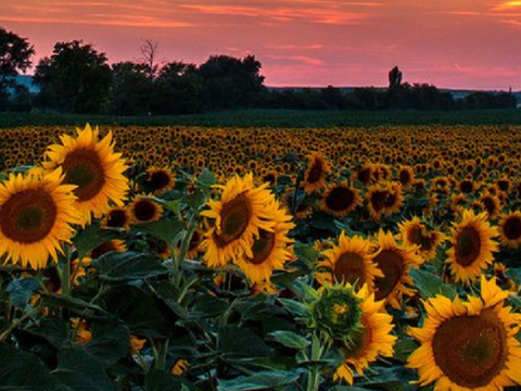 ☀