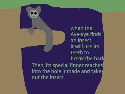 The Aye Aye