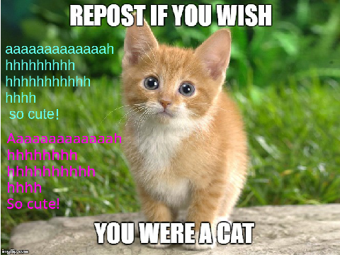 Repost If You Wish You Were A Cat! remix