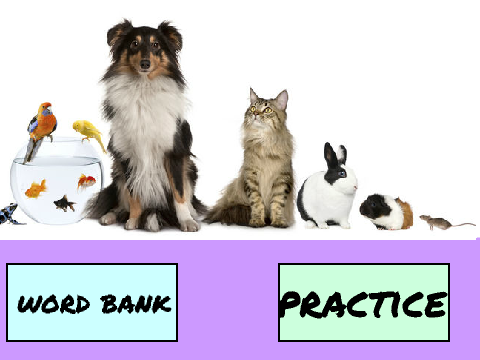 lesson 1# pets in spanish!! (part 1 of 2) copy