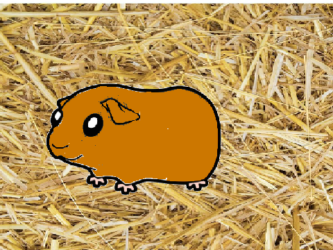 Chat with Cedar the Guina Pig
