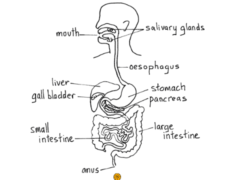 The Digestive System remix