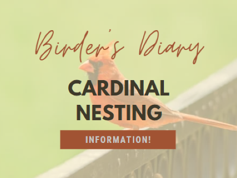 Cardinal Nesting Info