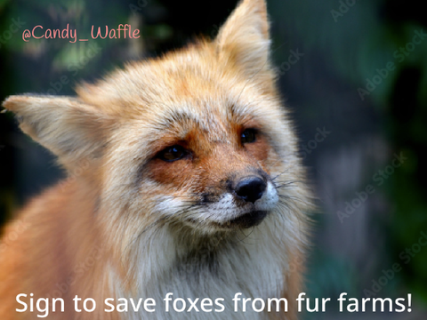 Sign to save the foxes!