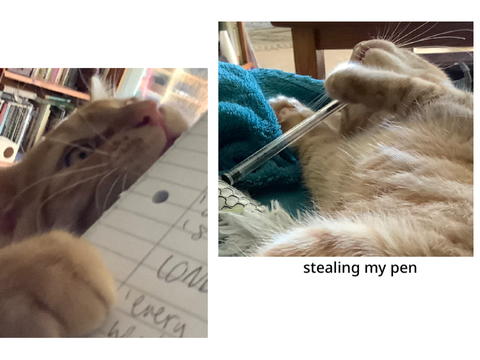 my kitten helping me with english revision